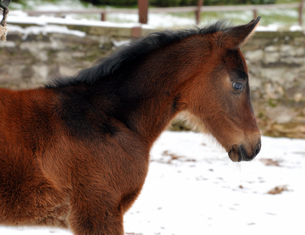 Filly by Grand Corazn out o. Pr.St. Schwalbenfeder by Summertime