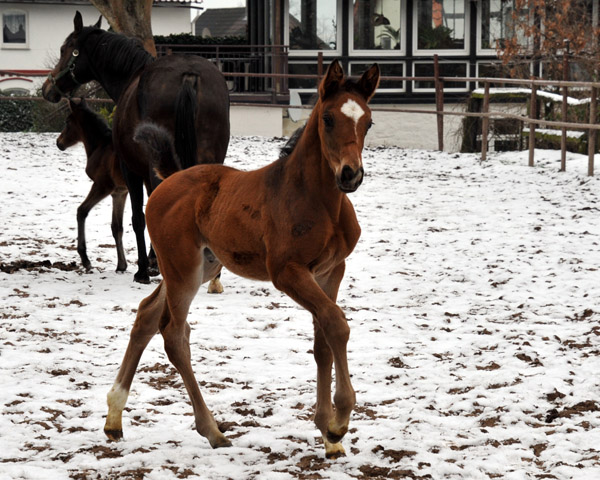 Trakehner colt by Showmaster out of Kaiserspiel by Exclusiv - Gestt Hmelschenburg - Beate Langels