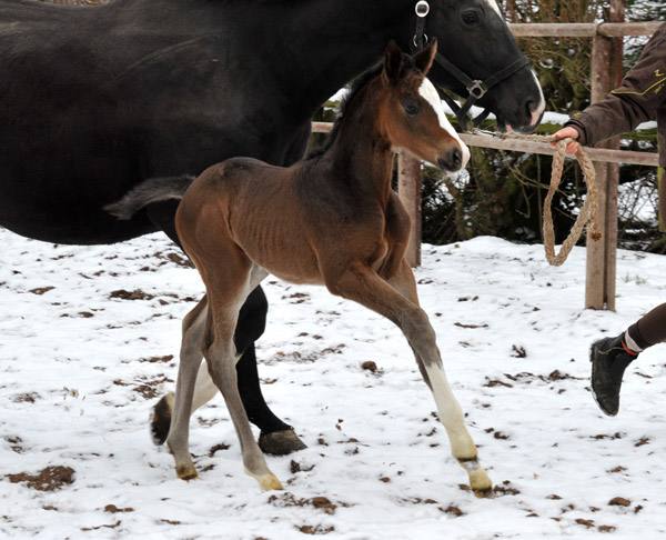 Trakehner Stutfohlen von Grand Corazon u.d. Thirica v. Enrico Caruso