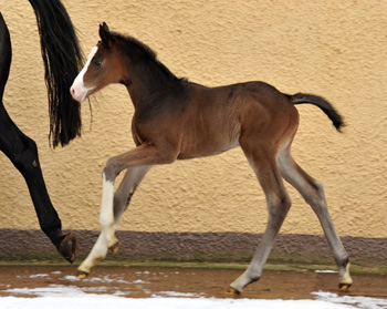  Trakehner Stutfohlen von Grand Corazn u.d. Thirica v. Enrico Caruso