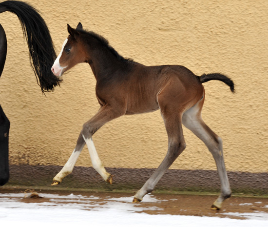  Trakehner Stutfohlen von Grand Corazn u.d. Thirica v. Enrico Caruso