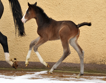  Trakehner Stutfohlen von Grand Corazn u.d. Thirica v. Enrico Caruso