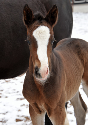 Trakehner Stutfohlen von Grand Corazon u.d. Thirica v. Enrico Caruso