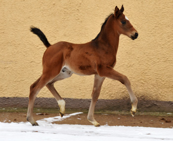 Trakehner colt by Showmaster out of Kaiserspiel by Exclusiv - Gestt Hmelschenburg - Beate Langels