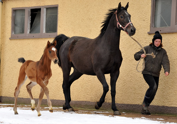 Trakehner Hengstfohlen von Showmaster u.d. Kaiserspiel v. Exclusiv - Gestt Hmelschenburg - Beate Langels