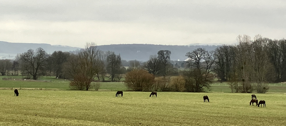 Unsere Stuten auf der Feldweide - Foto Beate Langels - Gestt Hmelschenburg