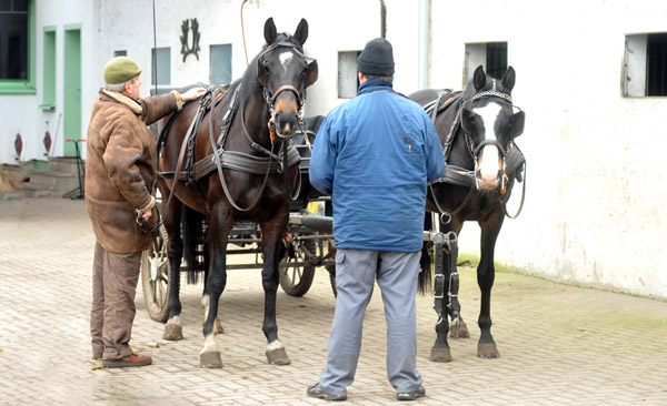 Schwalbenmrchen (5year old) and Schwalbenprinz (3year old) by Kostolany out of Pr.St. Schwalbenfeder by Summertime - gefahren von Heinrich Freiherr von Senden - Trakehner Gestt Hmelschenburg