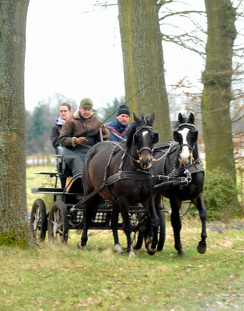 Schwalbenmrchen (5year old) and Schwalbenprinz (3year old) by Kostolany out of Pr.St. Schwalbenfeder by Summertime - gefahren von Heinrich Freiherr von Senden - Trakehner Gestt Hmelschenburg