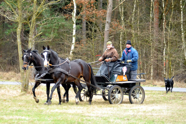 Schwalbenmrchen (5year old) and Schwalbenprinz (3year old) by Kostolany out of Pr.St. Schwalbenfeder by Summertime - gefahren von Heinrich Freiherr von Senden - Trakehner Gestt Hmelschenburg