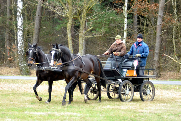 Schwalbenmrchen (5jhrig) und Schwalbenprinz (3jhrig) v. Kostolany u.d. Pr.St. Schwalbenfeder v. Summertime - gefahren von Heinrich Freiherr von Senden - Trakehner Gestt Hmelschenburg