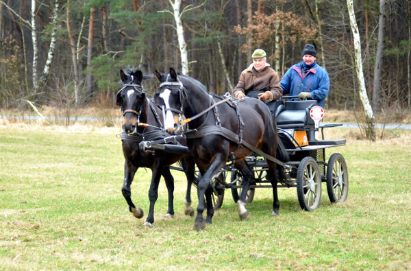 Schwalbenmrchen (5year old) and Schwalbenprinz (3year old) by Kostolany out of Pr.St. Schwalbenfeder by Summertime - gefahren von Heinrich Freiherr von Senden - Trakehner Gestt Hmelschenburg