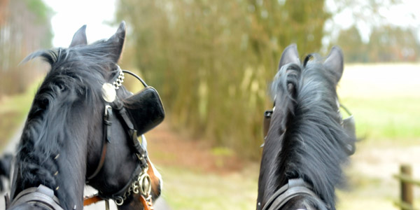 Schwalbenmrchen (5year old) and Schwalbenprinz (3year old) by Kostolany out of Pr.St. Schwalbenfeder by Summertime - gefahren von Heinrich Freiherr von Senden - Trakehner Gestt Hmelschenburg