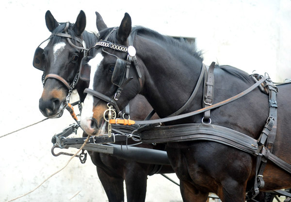 Schwalbenmrchen (5year old) and Schwalbenprinz (3year old) by Kostolany out of Pr.St. Schwalbenfeder by Summertime - gefahren von Heinrich Freiherr von Senden - Trakehner Gestt Hmelschenburg