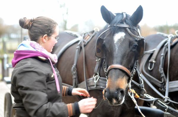 Schwalbenmrchen (5year old) and Schwalbenprinz (3year old) by Kostolany out of Pr.St. Schwalbenfeder by Summertime - gefahren von Heinrich Freiherr von Senden - Trakehner Gestt Hmelschenburg