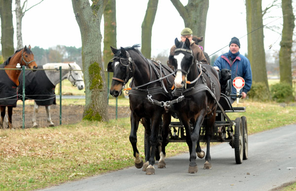 Schwalbenmrchen (5jhrig) und Schwalbenprinz (3jhrig) v. Kostolany u.d. Pr.St. Schwalbenfeder v. Summertime - gefahren von Heinrich Freiherr von Senden - Trakehner Gestt Hmelschenburg