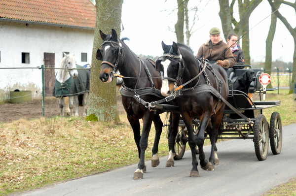 Schwalbenmrchen (5year old) and Schwalbenprinz (3year old) by Kostolany out of Pr.St. Schwalbenfeder by Summertime - gefahren von Heinrich Freiherr von Senden - Trakehner Gestt Hmelschenburg