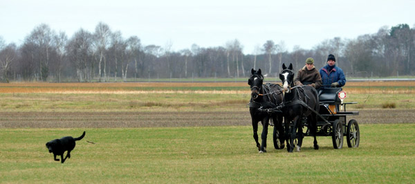 Schwalbenmrchen (5year old) and Schwalbenprinz (3year old) by Kostolany out of Pr.St. Schwalbenfeder by Summertime - gefahren von Heinrich Freiherr von Senden - Trakehner Gestt Hmelschenburg