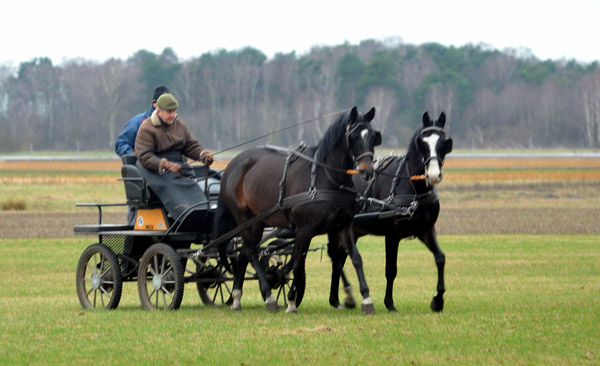 Schwalbenmrchen (5year old) and Schwalbenprinz (3year old) by Kostolany out of Pr.St. Schwalbenfeder by Summertime - gefahren von Heinrich Freiherr von Senden - Trakehner Gestt Hmelschenburg