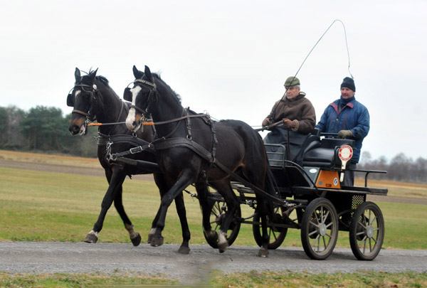 Schwalbenmrchen (5jhrig) und Schwalbenprinz (3jhrig) v. Kostolany u.d. Pr.St. Schwalbenfeder v. Summertime - gefahren von Heinrich Freiherr von Senden - Trakehner Gestt Hmelschenburg