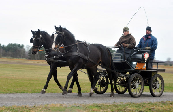 Schwalbenmrchen (5year old) and Schwalbenprinz (3year old) by Kostolany out of Pr.St. Schwalbenfeder by Summertime - gefahren von Heinrich Freiherr von Senden - Trakehner Gestt Hmelschenburg