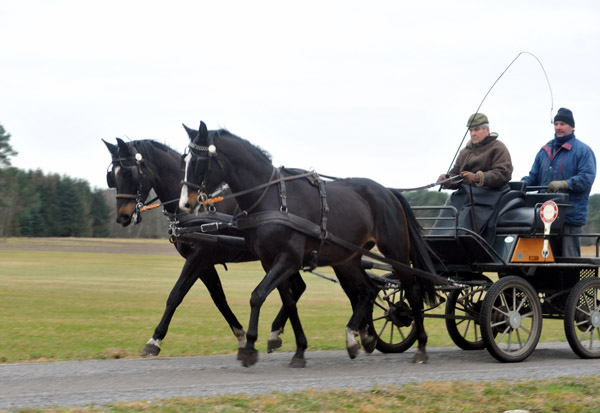 Schwalbenmrchen (5year old) and Schwalbenprinz (3year old) by Kostolany out of Pr.St. Schwalbenfeder by Summertime - gefahren von Heinrich Freiherr von Senden - Trakehner Gestt Hmelschenburg