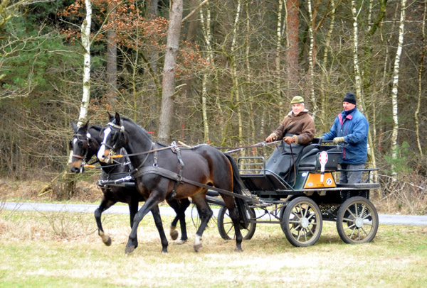 Schwalbenmrchen (5year old) and Schwalbenprinz (3year old) by Kostolany out of Pr.St. Schwalbenfeder by Summertime - gefahren von Heinrich Freiherr von Senden - Trakehner Gestt Hmelschenburg