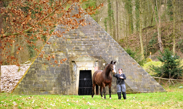 Unser Prmien- u. Staatsprmienstute TAVOLARA wird 20 Jahre - Trakehner Gestt Hmelschenburg - Foto: Beate Langels