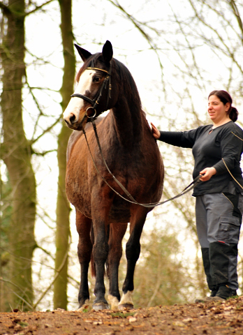 Unser Prmien- u. Staatsprmienstute TAVOLARA wird 20 Jahre - Trakehner Gestt Hmelschenburg - Foto: Beate Langels