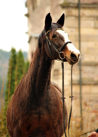 Unser Prmien- u. Staatsprmienstute TAVOLARA wird 20 Jahre - Trakehner Gestt Hmelschenburg - Foto: Beate Langels