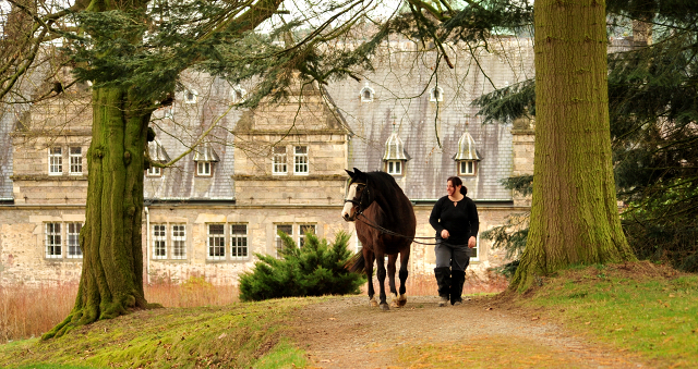 Unser Prmien- u. Staatsprmienstute TAVOLARA wird 20 Jahre - Trakehner Gestt Hmelschenburg - Foto: Beate Langels