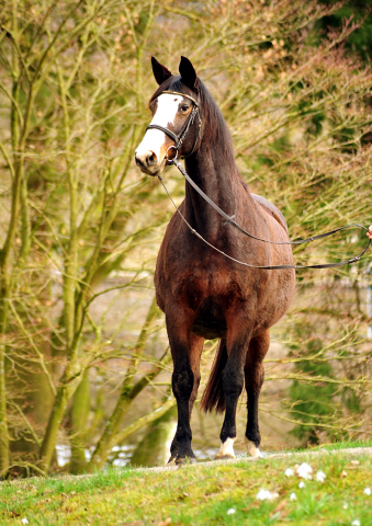 Unser Prmien- u. Staatsprmienstute TAVOLARA wird 20 Jahre - Trakehner Gestt Hmelschenburg - Foto: Beate Langels