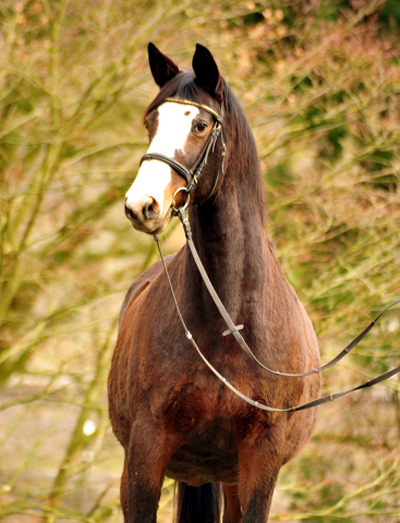 Unser Prmien- u. Staatsprmienstute TAVOLARA wird 20 Jahre - Trakehner Gestt Hmelschenburg - Foto: Beate Langels