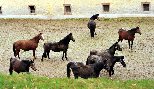 Die Stuten des Trakehner Gestt Hmelschenburg - Foto: Beate Langels