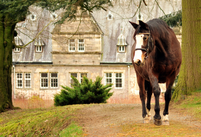 Unser Prmien- u. Staatsprmienstute TAVOLARA wird 20 Jahre - Trakehner Gestt Hmelschenburg - Foto: Beate Langels