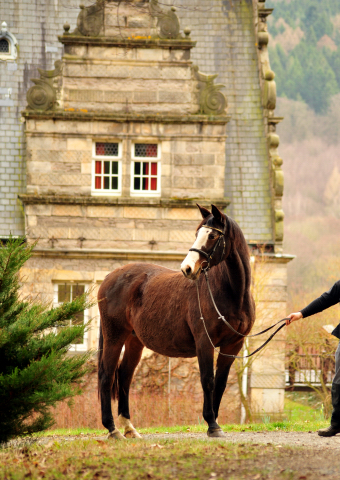 Unser Prmien- u. Staatsprmienstute TAVOLARA wird 20 Jahre - Trakehner Gestt Hmelschenburg - Foto: Beate Langels