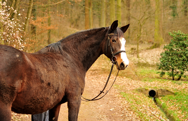 Unser Prmien- u. Staatsprmienstute TAVOLARA wird 20 Jahre - Trakehner Gestt Hmelschenburg - Foto: Beate Langels