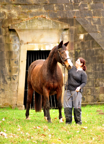 Unser Prmien- u. Staatsprmienstute TAVOLARA wird 20 Jahre - Trakehner Gestt Hmelschenburg - Foto: Beate Langels