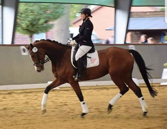Trakehner Stute Kanditten von Freudenfest u.d. Karalina v. Exclusiv
