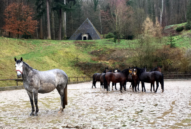 - Gestt Hmelschenburg - im Mrz 2019 - copyright by Beate Langels