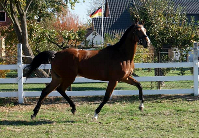 Trakehner Stute Kanditten von Freudenfest u.d. Karalina v. Exclusiv