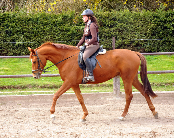 Oldenburger Be Fair von Symont u.d. Beloved v. Kostolany - Foto: Beate Langels - Trakehner Gestt Hmelschenburg