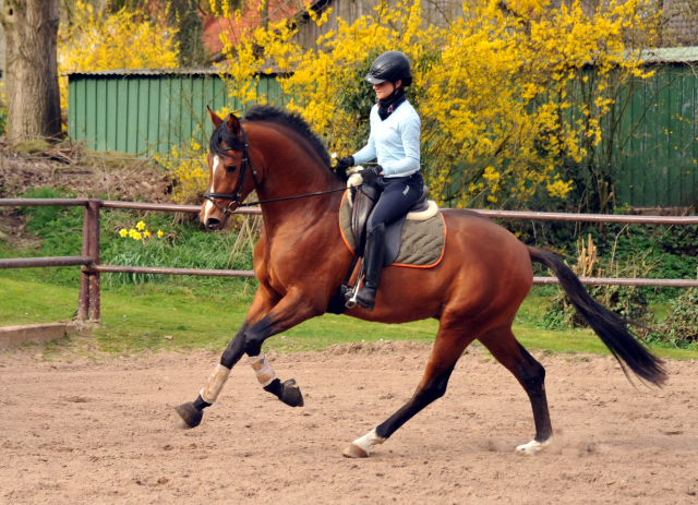 High Motion von Saint Cyr und Stephanie Leuenberger - Foto Beate Langels - Gestt Hmelschenburg