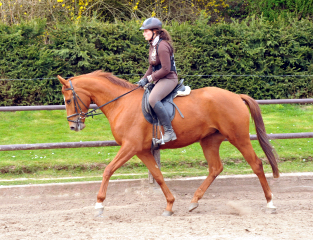 Oldenburger Be Fair von Symont u.d. Beloved v. Kostolany - Foto: Beate Langels - Trakehner Gestt Hmelschenburg