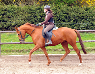 Oldenburger Be Fair von Symont u.d. Beloved v. Kostolany - Foto: Beate Langels - Trakehner Gestt Hmelschenburg