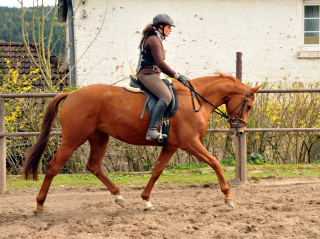 Oldenburger Be Fair von Symont u.d. Beloved v. Kostolany - Foto: Beate Langels - Trakehner Gestt Hmelschenburg