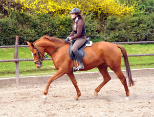 Oldenburger Be Fair von Symont u.d. Beloved v. Kostolany - Foto: Beate Langels - Trakehner Gestt Hmelschenburg