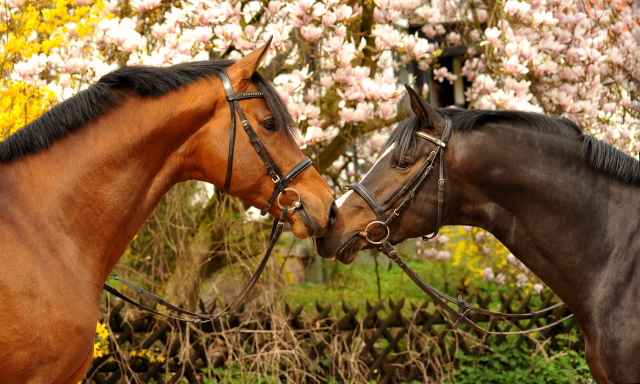 13. April 2016 - High Motion und Saint Cyr - copyright by Beate Langels Gestüt Hämelschenburg