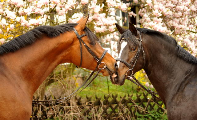 13. April 2016 - High Motion und Saint Cyr - copyright by Beate Langels Gestüt Hämelschenburg