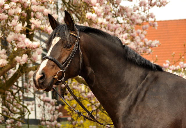 13. April 2016 - High Motion und Saint Cyr - copyright by Beate Langels Gestüt Hämelschenburg