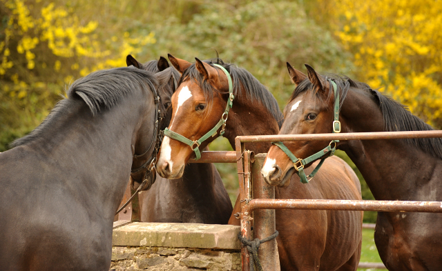 13. April 2016 - Saint Cyr und seine zweijährigen Söhne - copyright by Beate Langels Gestüt Hämelschenburg